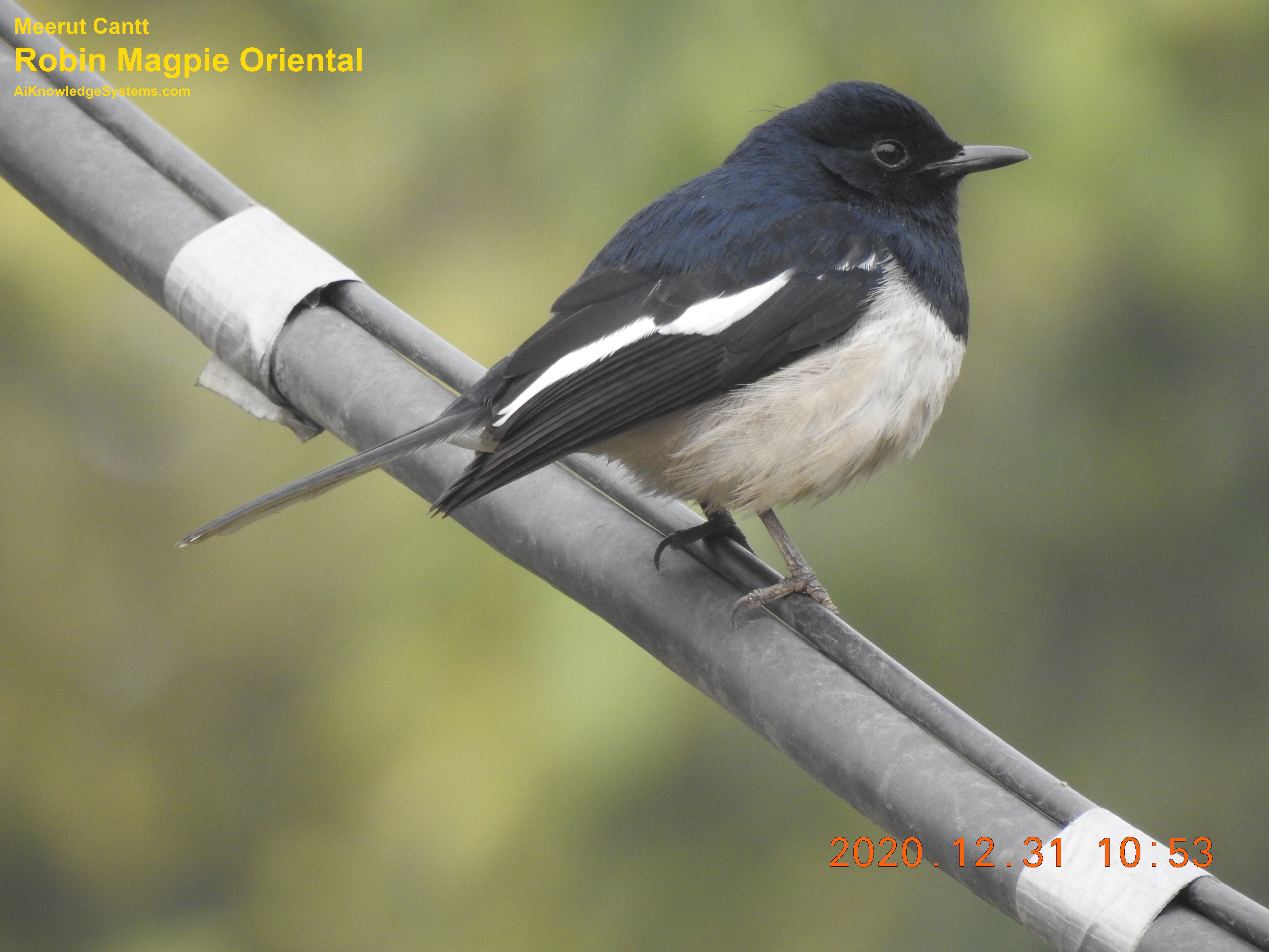 Magpie Robin (91) Coming Soon